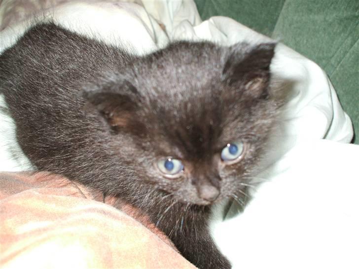 Huskat ¤Minka¤ billede 2