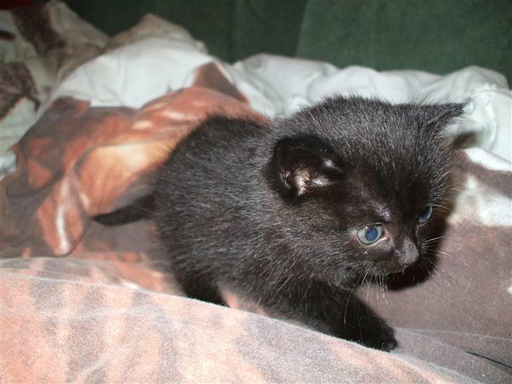 Huskat ¤Minka¤ billede 3