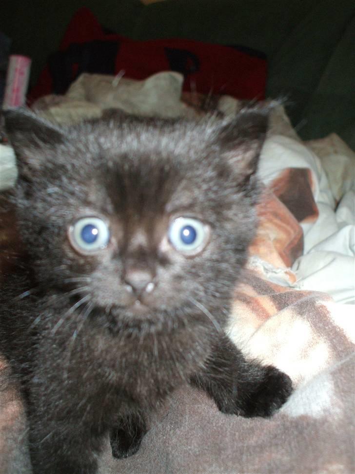 Huskat ¤Minka¤ billede 4