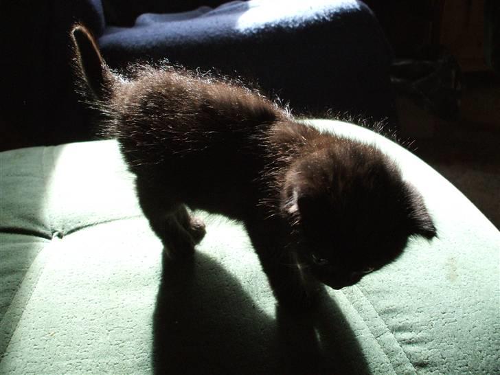 Huskat ¤Minka¤ billede 5