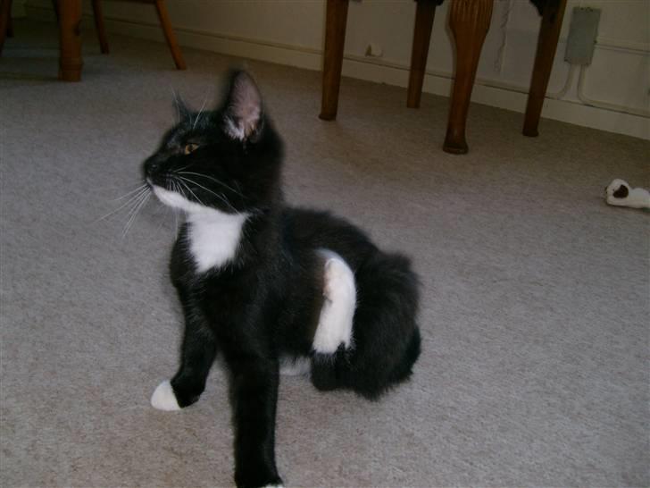 Blanding af racer Lullu (Død) :'( - Æjh! det klør!  billede 2