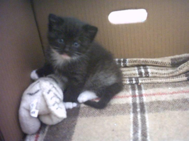 Blanding af racer Lullu (Død) :'( - Uhh! min gamle putte bamse! den ka jeg godt huske :) billede 3