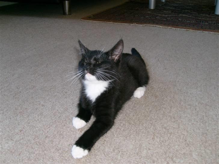 Blanding af racer Lullu (Død) :'( - Ah! ligger li og leger princess hehe.. billede 4