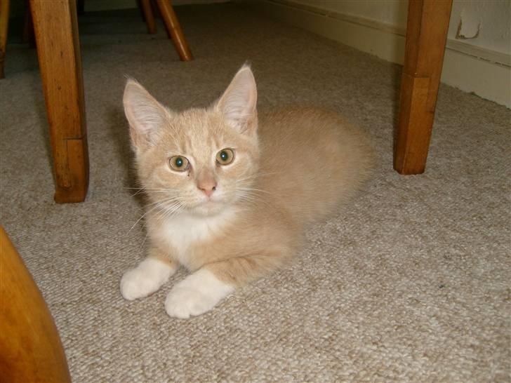 Blanding af racer O'Mally  (Død) :'( - *NYT! søde O´Mally billede 4