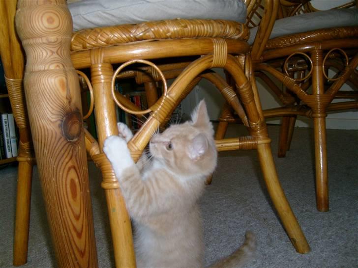 Blanding af racer O'Mally  (Død) :'( - *NYT! Hopsa ;D billede 5