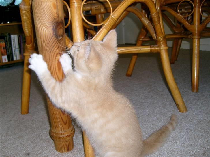 Blanding af racer O'Mally  (Død) :'( - *NYT! Hop igen billede 6