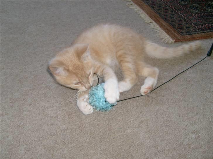 Blanding af racer O'Mally  (Død) :'( - *NYT! lege igen billede 7