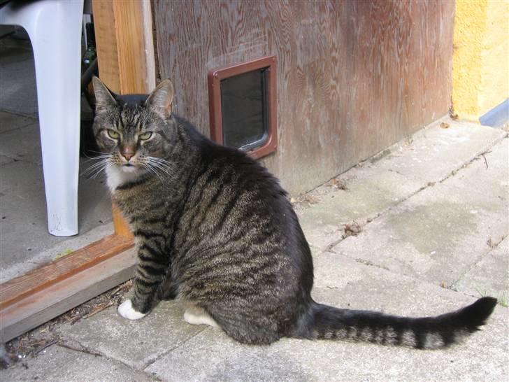 Blanding af racer / Maine Coon Tjalfe DØD billede 17