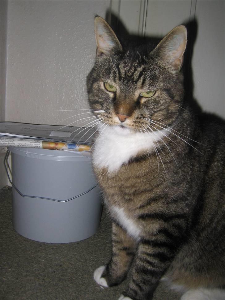 Blanding af racer / Maine Coon Tjalfe DØD billede 19