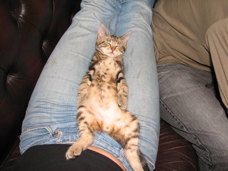 Huskat Viktor - Så stener vi lige i mors skød billede 9