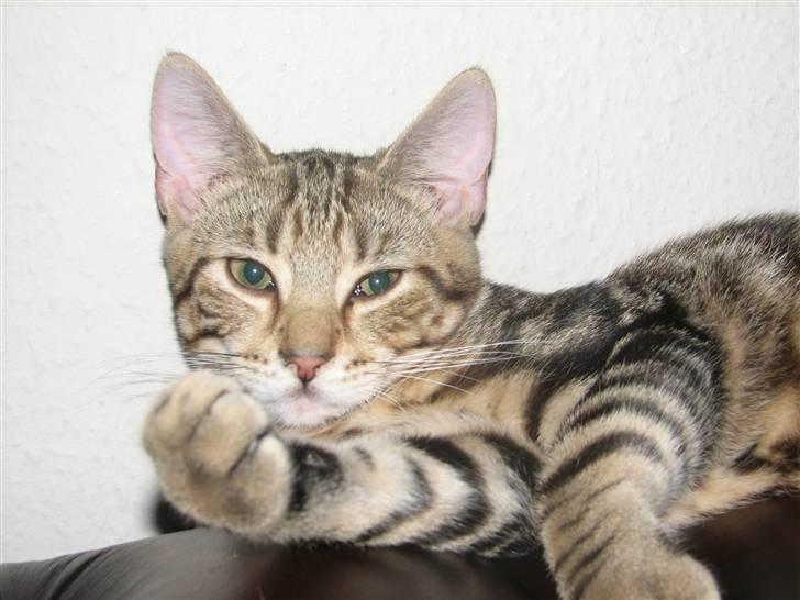 Huskat Viktor billede 10