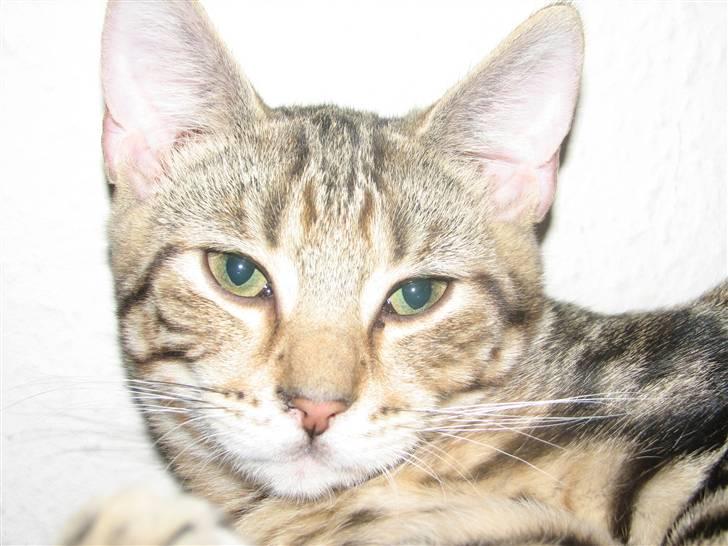 Huskat Viktor billede 11