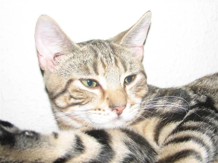 Huskat Viktor billede 12