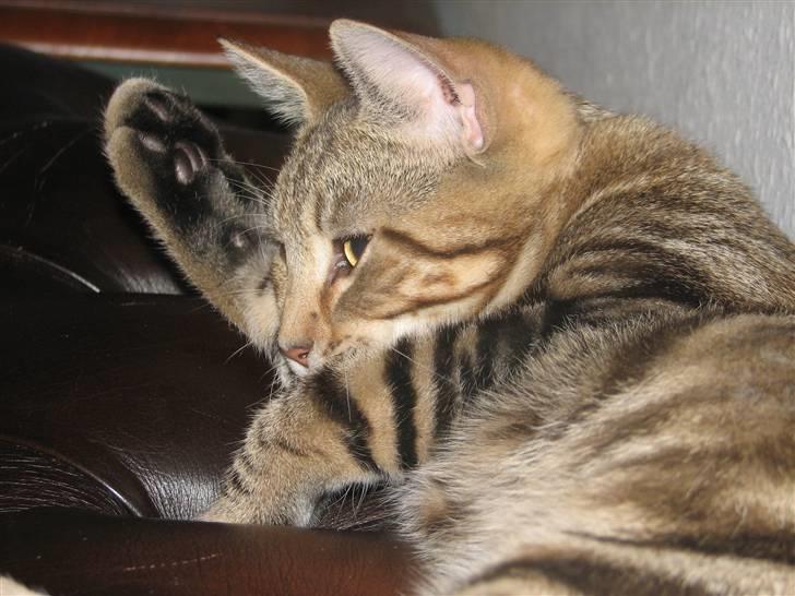 Huskat Viktor billede 13