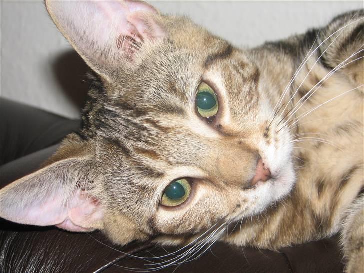 Huskat Viktor billede 14