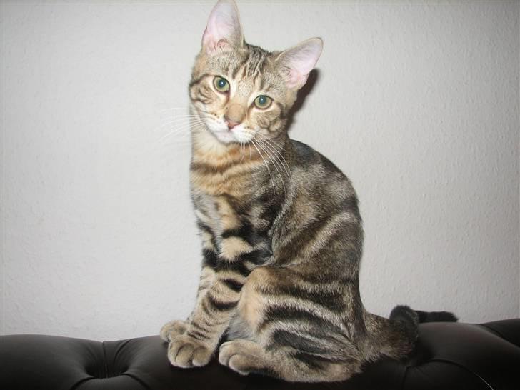 Huskat Viktor billede 15