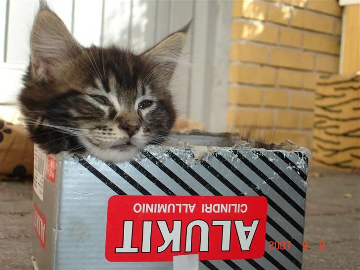 Maine Coon Machrissa billede 1