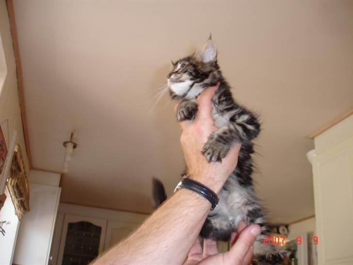 Maine Coon Machrissa billede 2