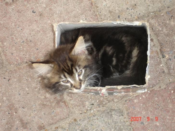 Maine Coon Machrissa billede 3