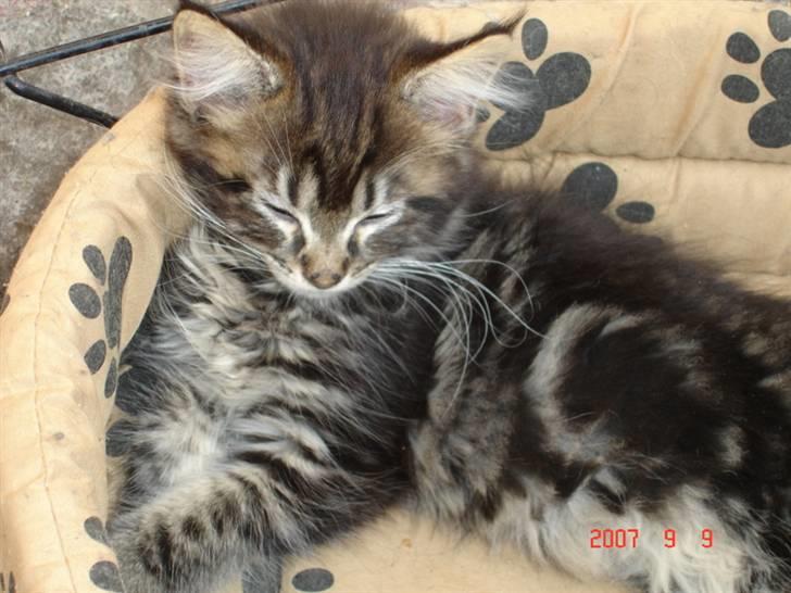 Maine Coon Machrissa billede 4