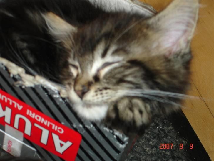 Maine Coon Machrissa billede 5