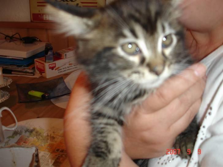 Maine Coon Machrissa billede 6