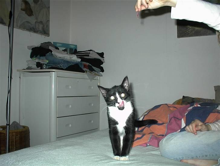 Blanding af racer Nala billede 7