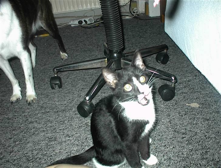 Blanding af racer Nala billede 8