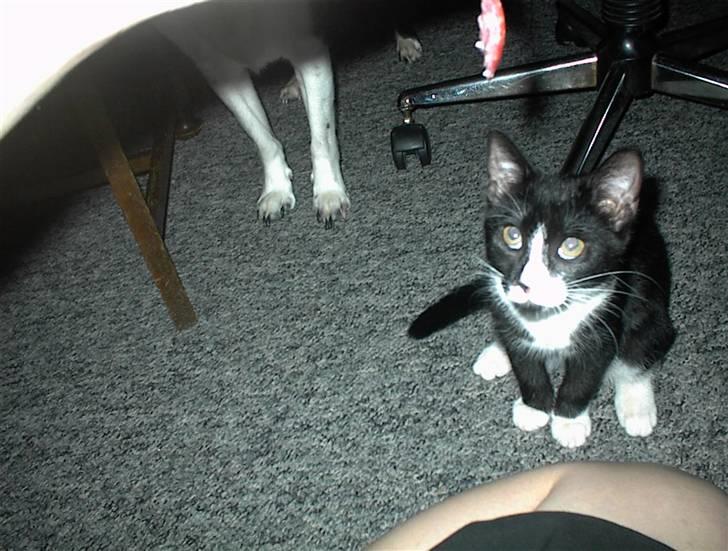 Blanding af racer Nala billede 9