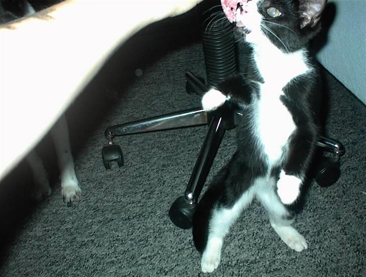 Blanding af racer Nala billede 10