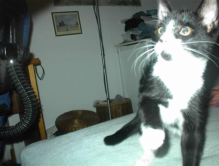 Blanding af racer Nala billede 11