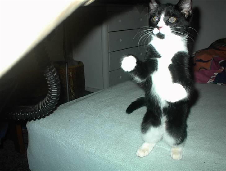 Blanding af racer Nala billede 12