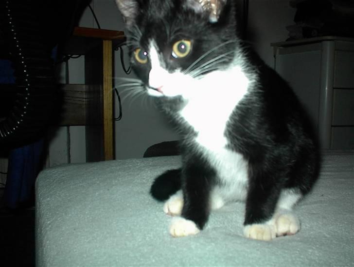 Blanding af racer Nala billede 13