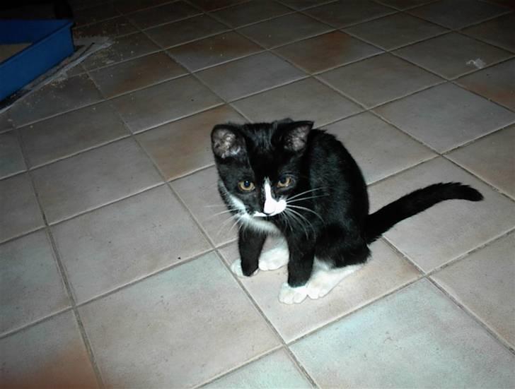 Blanding af racer Nala billede 14