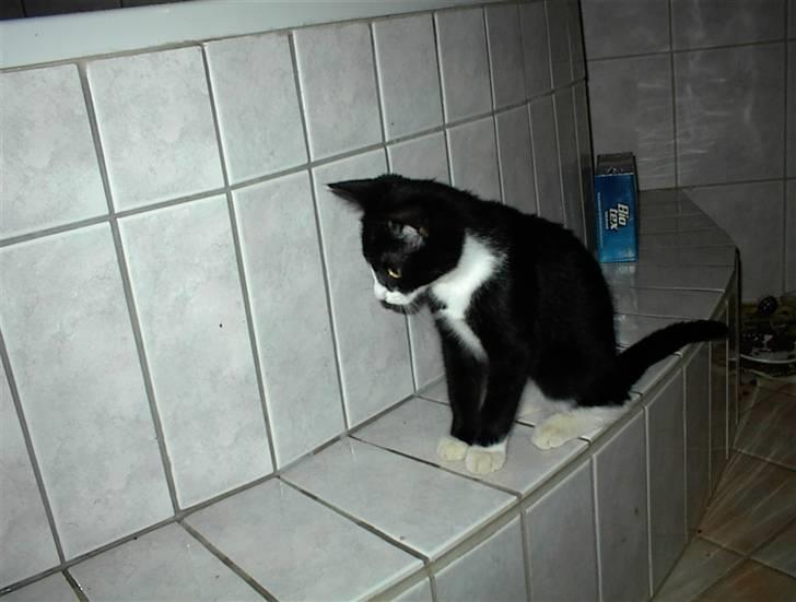 Blanding af racer Nala billede 15