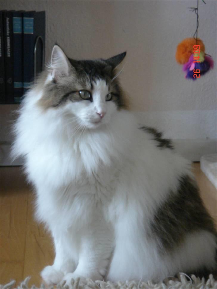 Norsk Skovkat Magnus - Jeg er smuk ikke....? billede 1