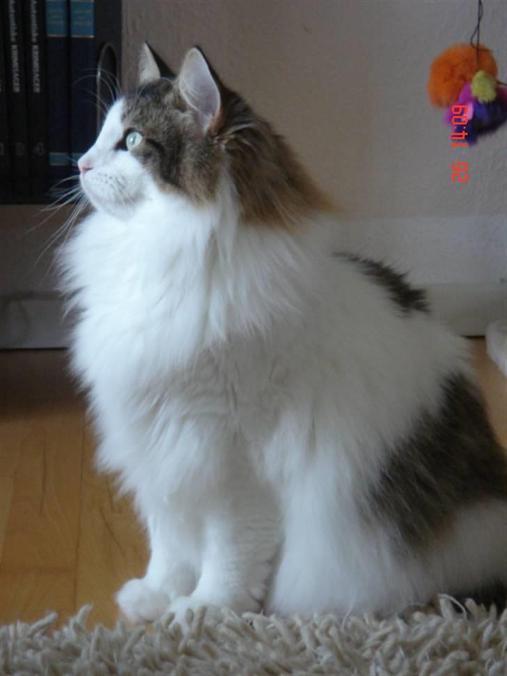 Norsk Skovkat Magnus - Se bare, jeg er også smuk i profil...:-) billede 2