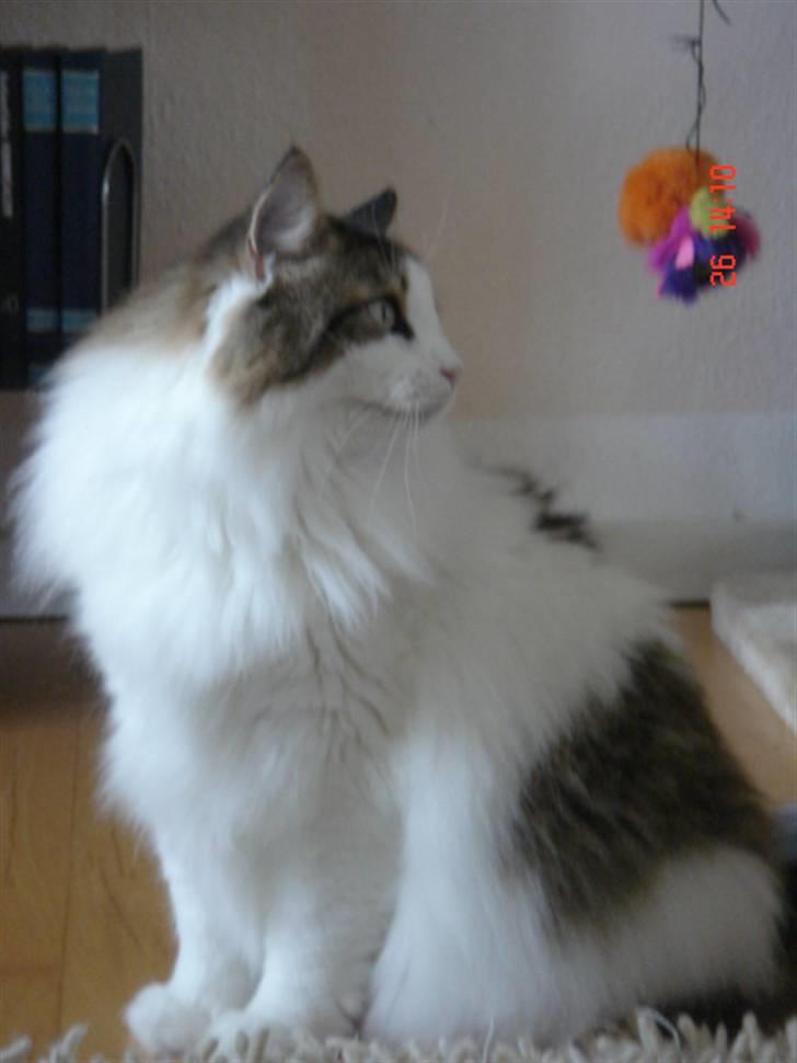 Norsk Skovkat Magnus - ...og fra den side.... billede 3