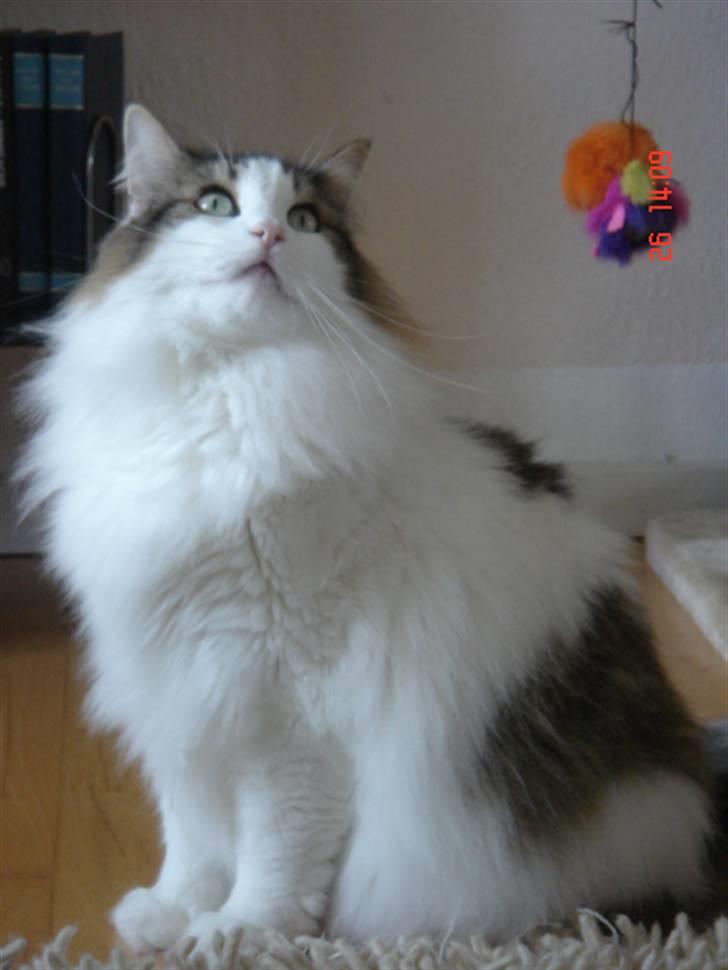 Norsk Skovkat Magnus - Yes, yes, jeg er super dejlig... :-) billede 4