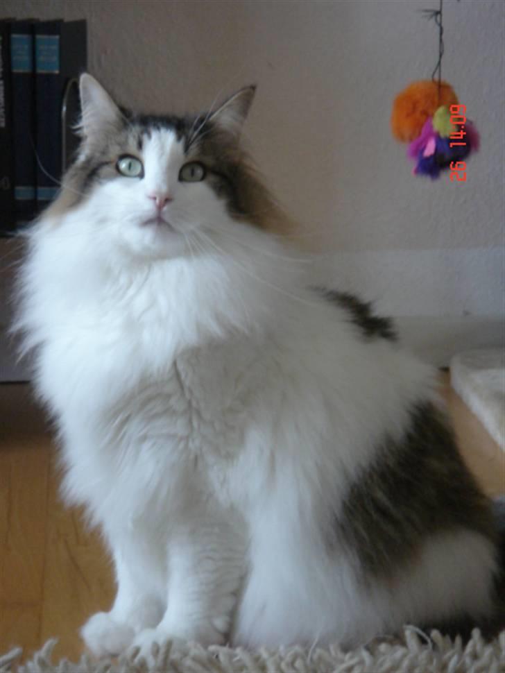 Norsk Skovkat Magnus - Jeg ved det godt - ikke til at stå for, vel? billede 5