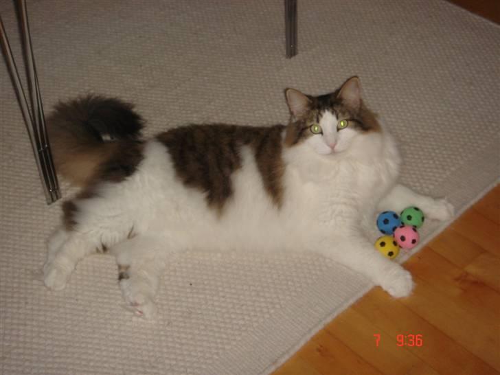 Norsk Skovkat Magnus - Skal jeg også lege med dem...? Helt ærligt, motion er ikke noget for mig... billede 6