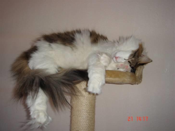 Norsk Skovkat Magnus - Hvad... for lille til mig? Hvad mener I? billede 7