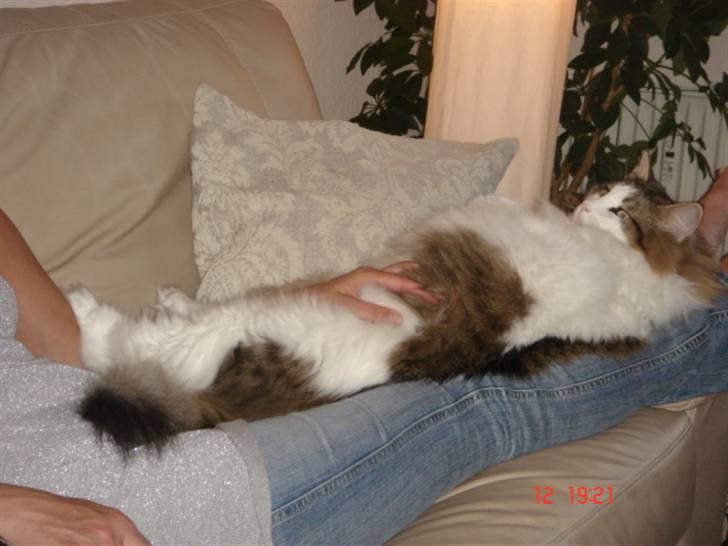 Norsk Skovkat Magnus - Mavekæleri på "mors" lår er bare det bedste... billede 8