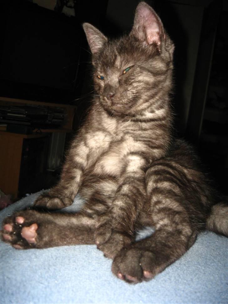 Huskat Åse billede 1