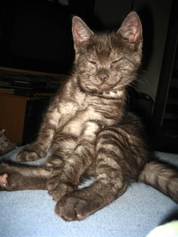 Huskat Åse billede 2