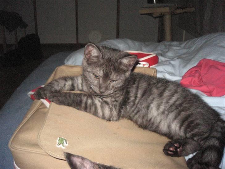 Huskat Åse billede 3