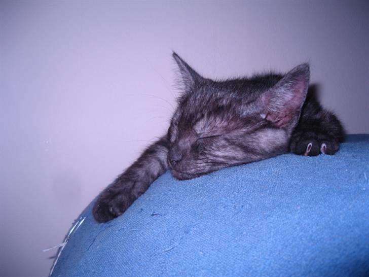 Huskat Åse billede 4