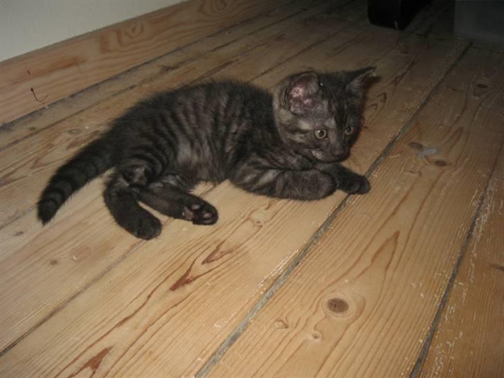 Huskat Åse billede 5