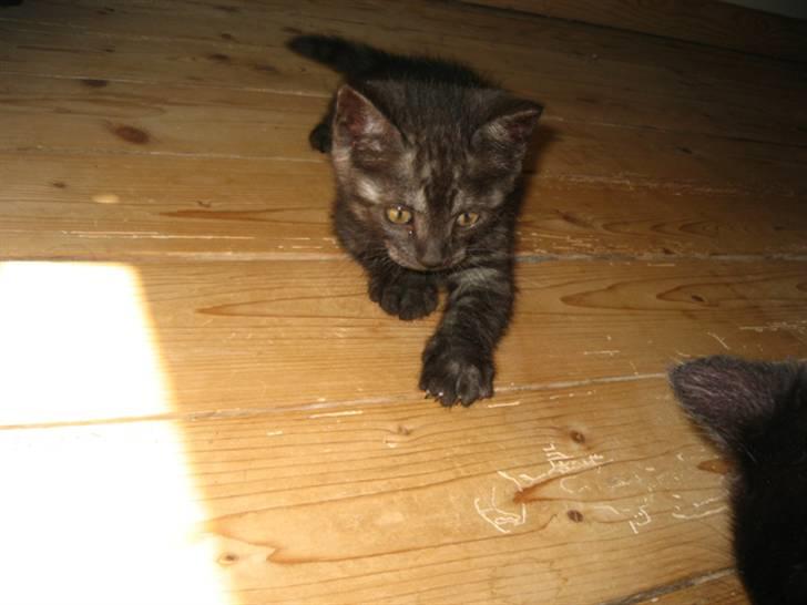 Huskat Åse billede 6