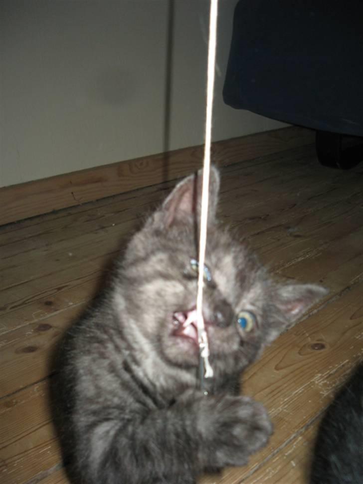 Huskat Åse billede 7